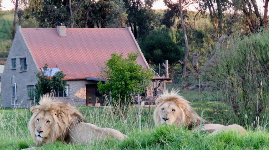 Burada aslanlarla birlikte yaşıyorlar!