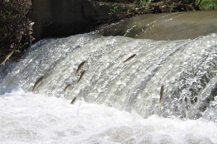 Elleriyle yakalayıp canlı canlı çubuğa taktılar! G4