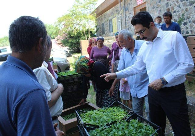 Kadın çiftçilere biber fidesi dağıtıldı