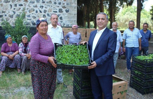 Kadın çiftçilere biber fidesi dağıtıldı