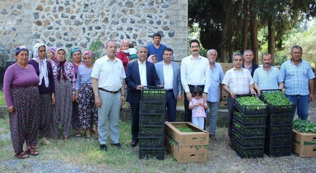 Kadın çiftçilere biber fidesi dağıtıldı