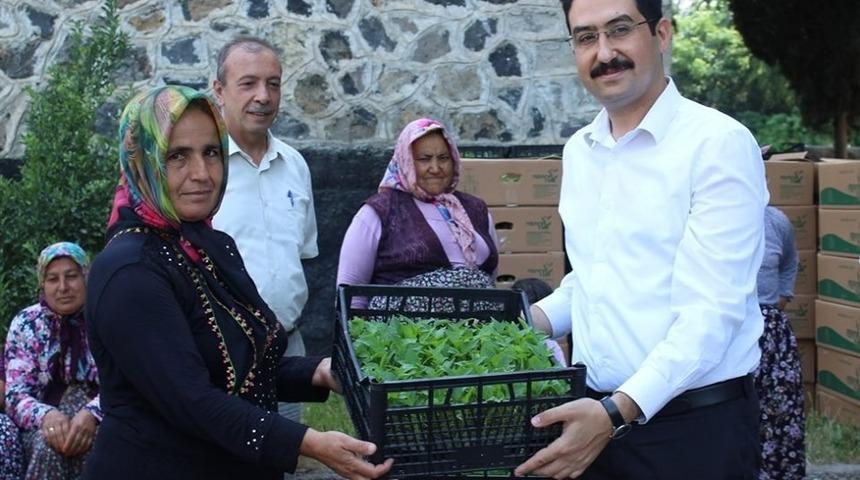 Kadın &ccedil;ift&ccedil;ilere biber fidesi dağıtıldı