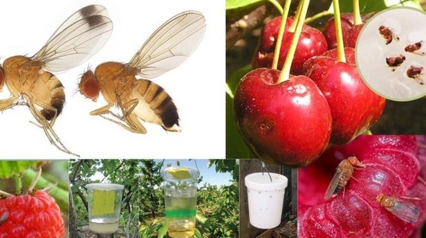 Aydın&rsquo;da sirke sineğine biyoteknik m&uuml;cadele başladı