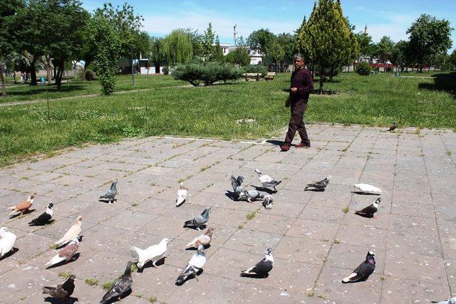 Tarihi surların içine kuş evi yaptı