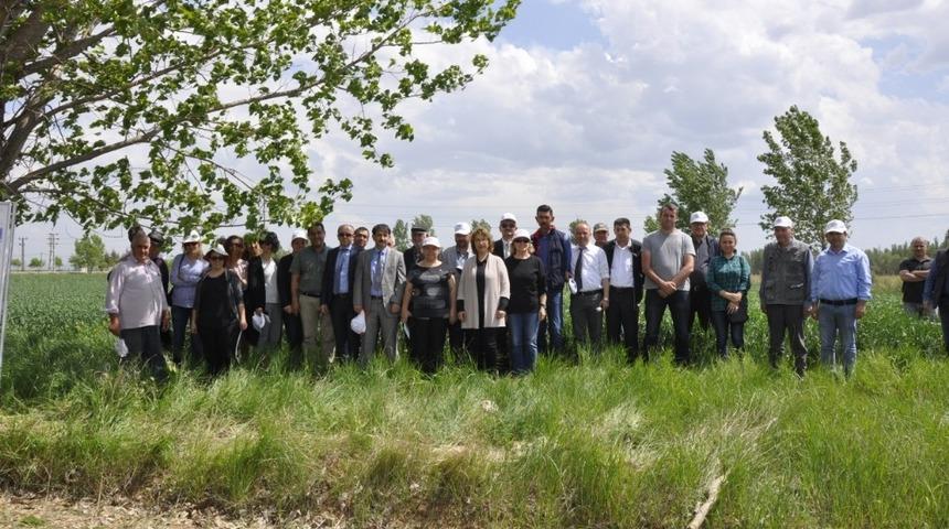 Akıllı azotlu gübre ile buğday rekoltesi artacak