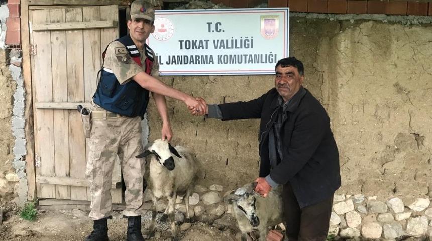 &Ccedil;alınan koyun ve kazlarına kavuştular