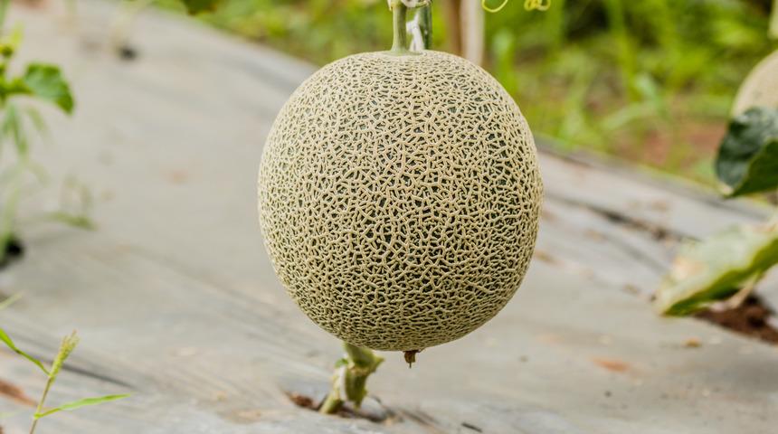 &Uuml;&ccedil; &ouml;nemli kural kilo vermenizi sağlıyor! İşte dikkat edilmesi gereken kurallar