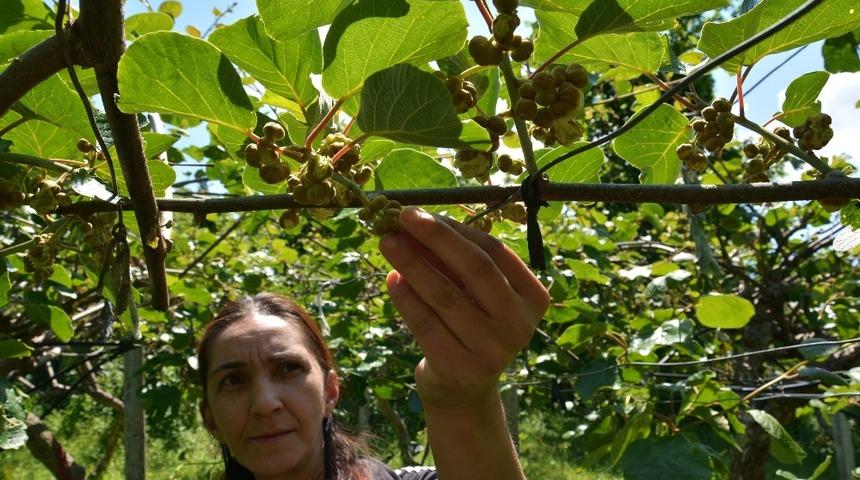 Kivi üreticileri kaliteli ürün için çalışıyor