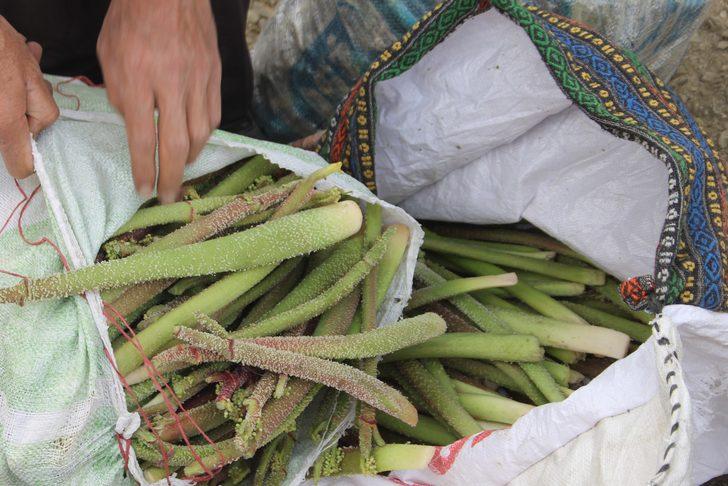  Bin 700 rakımda toplanan ışgın, köylülerin geçim kaynağı oldu G1