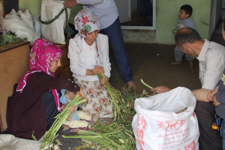  Bin 700 rakımda toplanan ışgın, köylülerin geçim kaynağı oldu G2