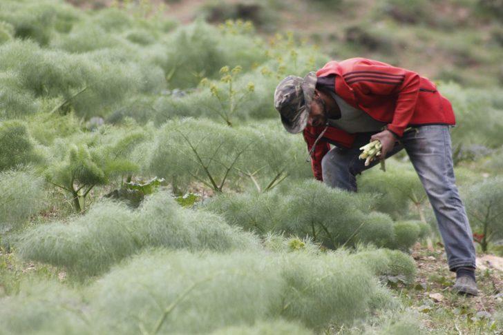  Bin 700 rakımda toplanan ışgın, köylülerin geçim kaynağı oldu G3