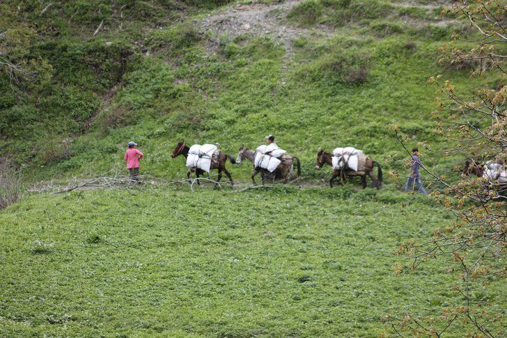  Bin 700 rakımda toplanan ışgın, köylülerin geçim kaynağı oldu G4