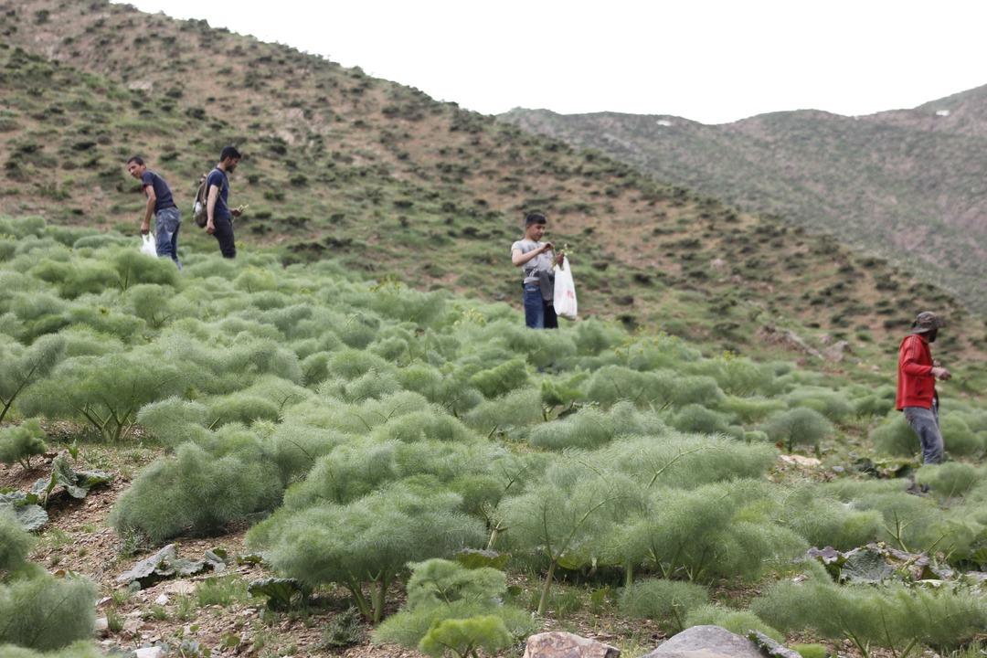  Bin 700 rakımda toplanan ışgın, k&ouml;yl&uuml;lerin ge&ccedil;im kaynağı oldu