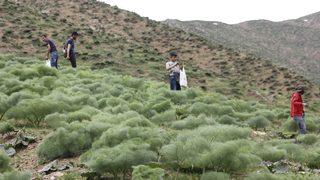  Bin 700 rakımda toplanan ışgın, köylülerin geçim kaynağı oldu