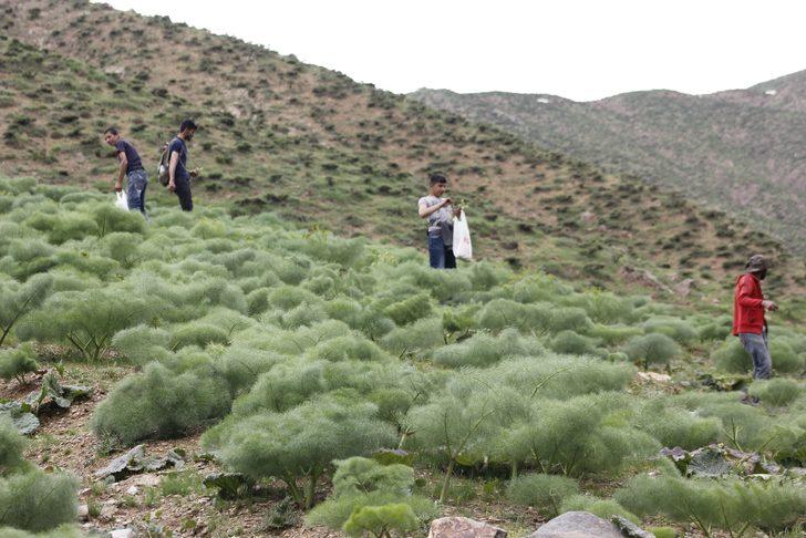  Bin 700 rakımda toplanan ışgın, köylülerin geçim kaynağı oldu G5