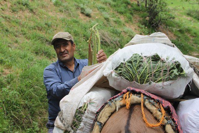 Aile bütçesine katkıda bulunmak için topladıklarını belirten kadınlardan Naciye Batur, “Işgınları biz dağdan getiriyoruz. Bunları paketleyip Siirt’te gönderip satıyoruz. Geçim kaynağımız bunlar bizde geçimimizi bu şekilde sağlıyoruz. Toplaması çok zordur. Akşama kadar gidiyoruz oruçluyuz dudaklarımız kuruyor gelene kadar bizimde geçim kaynağımız böyledir. Dağlara çıkıyoruz. Yaylalardan yamaçlardan topluyoruz eve getirip 3 liraya satıyoruz” dedi. KAYNAK:AA