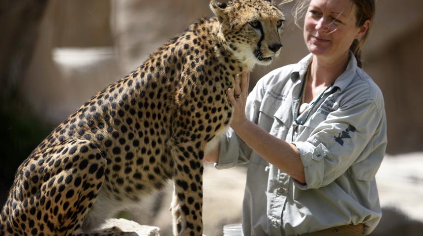 Korkunç trend! Vahşi hayvanlara tasma takıp gezdiriyorlar!