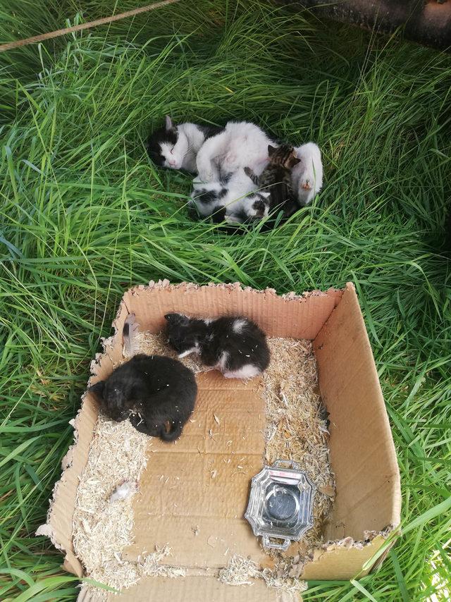 Yanan binadaki kedi ve 4 yavrusunu itfaiye ekipleri kurtardı