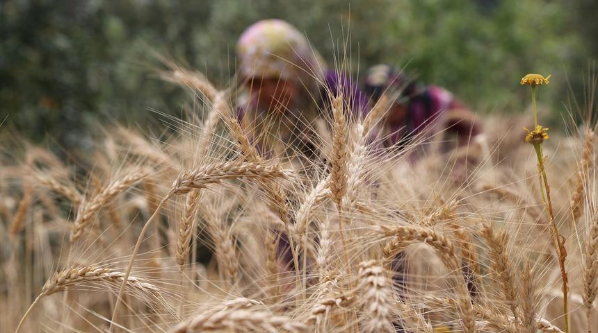 Antalya'da yılın ilk buğday hasadı başladı
