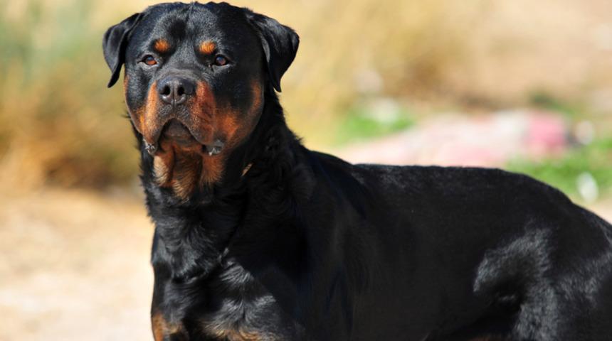 Rottweiler özellikleri nelerdir? Rottweiler yavrusu fiyatı nedir, bakımı nasıl yapılır? 
