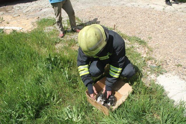 Yavru kediler yanmaktan son anda kurtarıldı