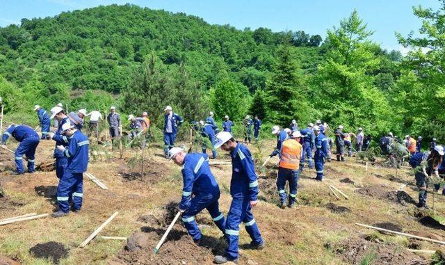 Kdz. Ereğli’de 1919 adet fidan toprakla buluştu