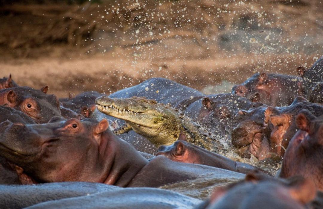 Схватка крокодилов. Гиппопотамус Амфибиус. Бегемот против крокодила бой. Обыкновенный Бегемот и крокодил. Гребнистый крокодил против бегемота.