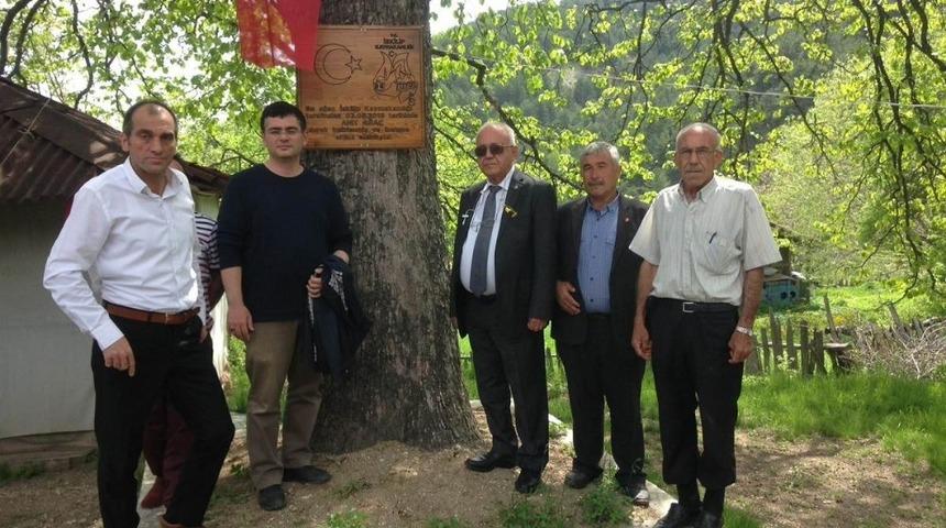 İskilip’te 500 yıllık ağaçlar koruma altına alındı