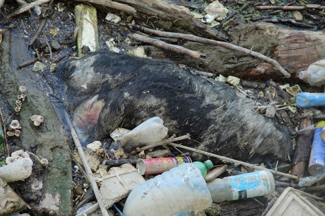 B&uuml;y&uuml;k Menderes Nehri&rsquo;nde hayvan leşleri tehlike sa&ccedil;ıyor