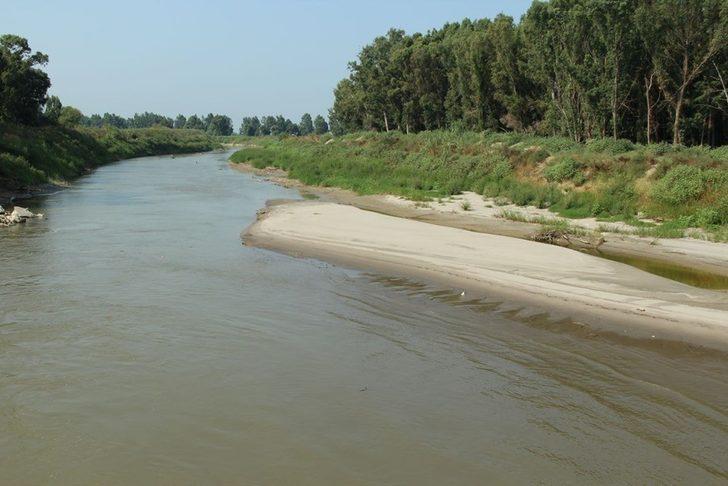 Büyük Menderes Nehri’nde hayvan leşleri tehlike saçıyor