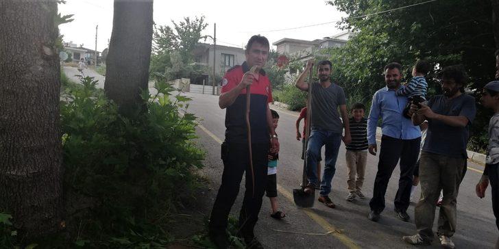  Kuş kafesine girmeye çalışan yılan tellere sıkıştı G5