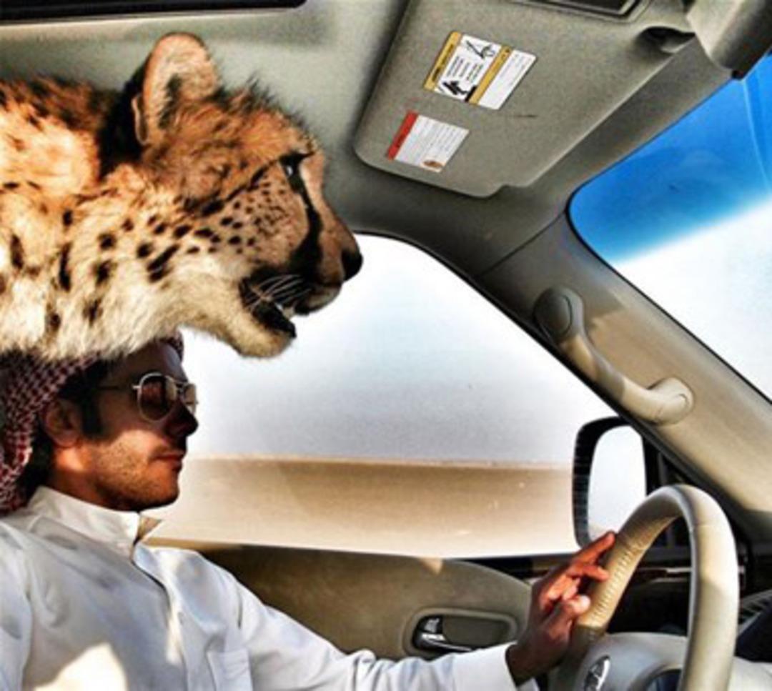 Arapların inanılmaz tutkusu! 