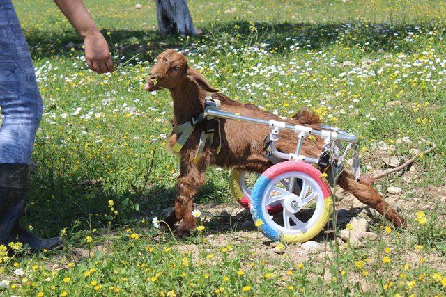Yürüteç takılan oğlak  Zeyd  ve felçli kedi  Üzüm  öldü 1