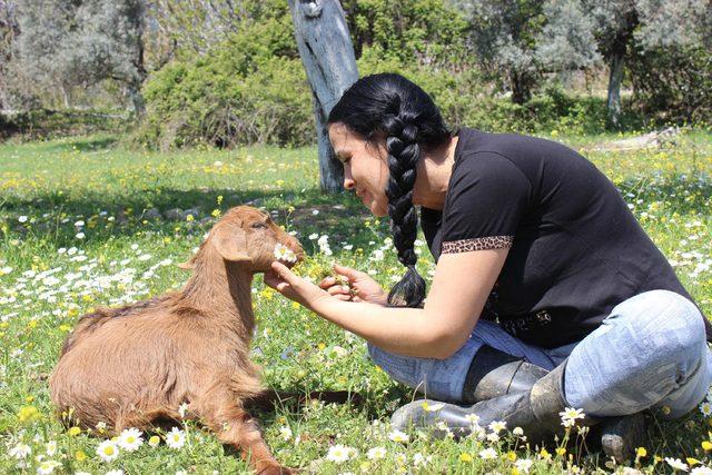 Yürüteç takılan oğlak  Zeyd  ve felçli kedi  Üzüm  öldü 2