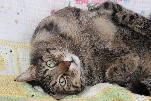 Yürüteç takılan oğlak  Zeyd  ve felçli kedi  Üzüm  öldü 3