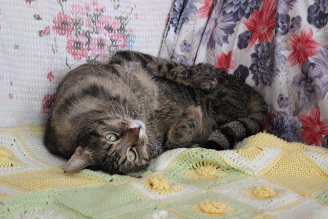 Yürüteç takılan oğlak  Zeyd  ve felçli kedi  Üzüm  öldü 4