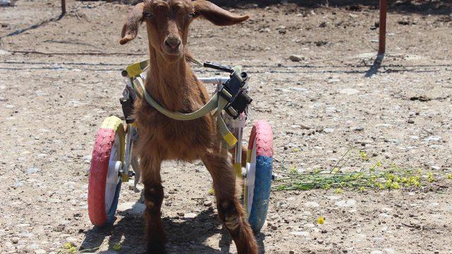 Yürüteç takılan oğlak 'Zeyd' ve felçli kedi 'Üzüm' öldü