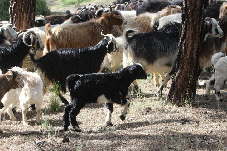 32 yıldır ormanda yaşıyorlar! G4