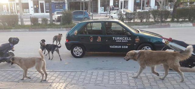 Mut’ta başıboş sokak köpekleri toplanıyor