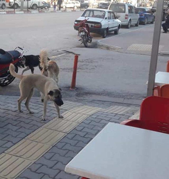Mut’ta başıboş sokak köpekleri toplanıyor
