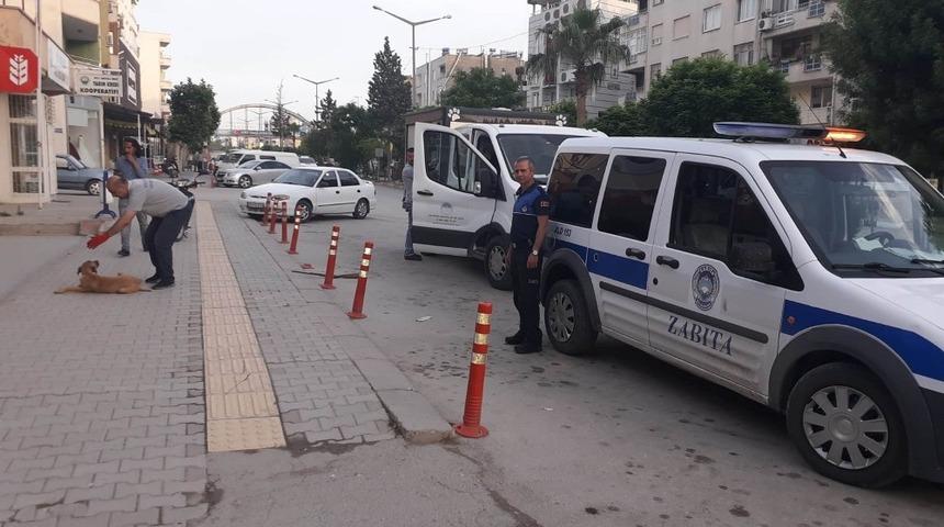 Mut’ta başıboş sokak köpekleri toplanıyor