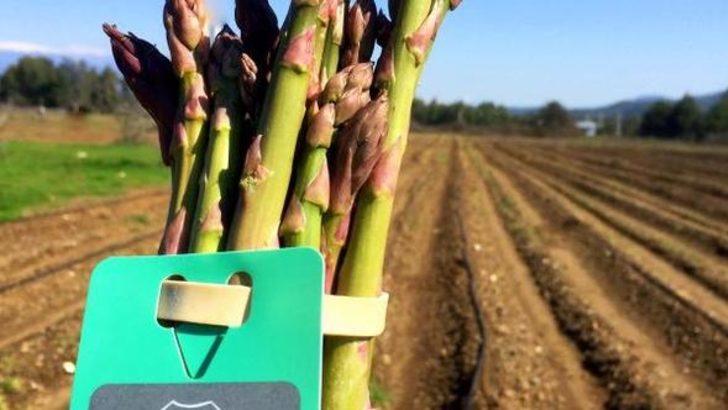 Kariyerini bırakıp kuşkonmaz üreticisi oldu G1