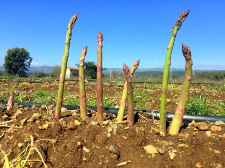 Kariyerini bırakıp kuşkonmaz üreticisi oldu G3