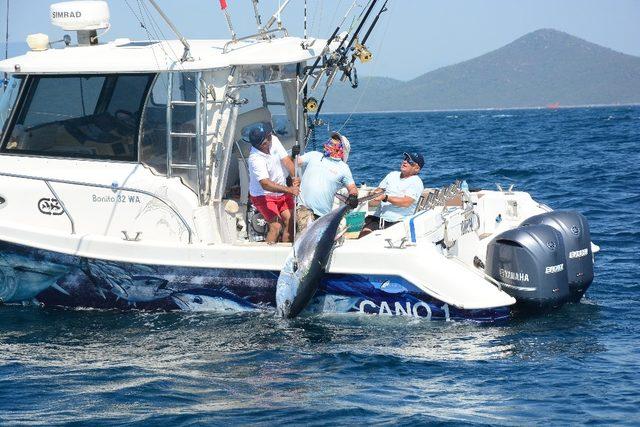 Didim, açık deniz sportif balık avı yarışmasına ev sahipliği yapacak