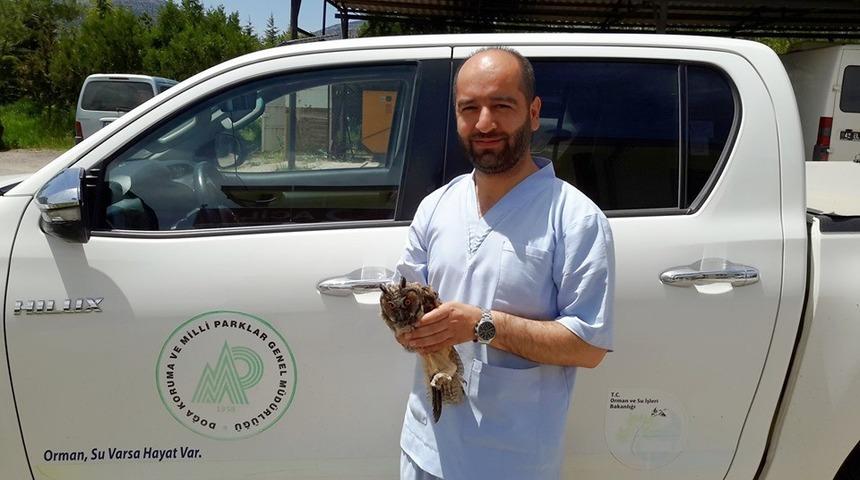Hastane bah&ccedil;esinde yaralı bulunan Puhu Kuşu koruma altına alındı