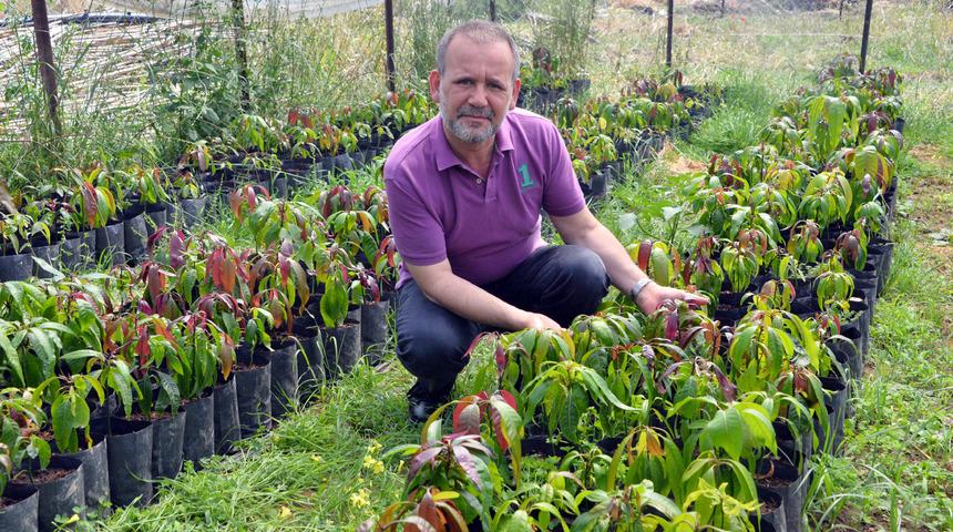 Gazipaşa'da mango ağacı sayısı 5 bini buldu