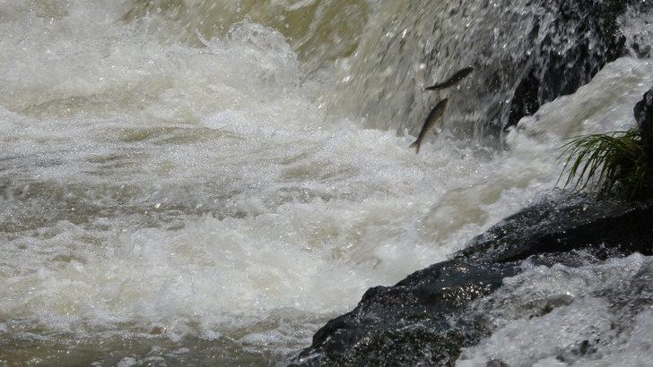 Uçan balıkların muhteşem göçü G2