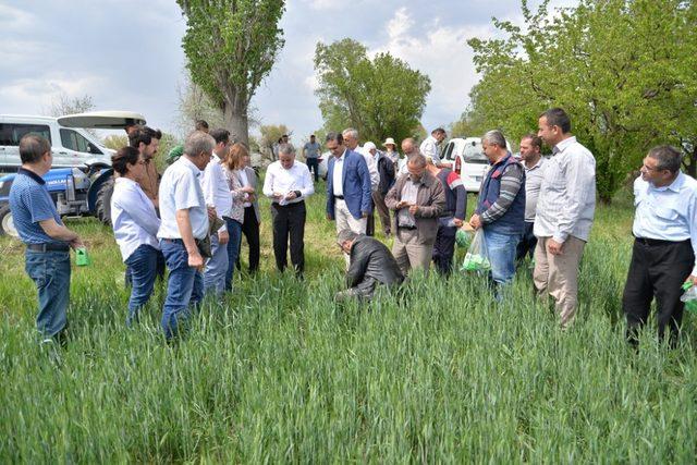 Süne ile mücadele için 180 bin parazitoit salımı yapıldı