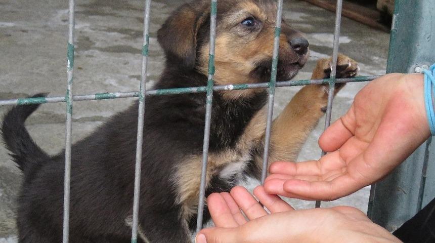 Can dostlara sıcak yuva