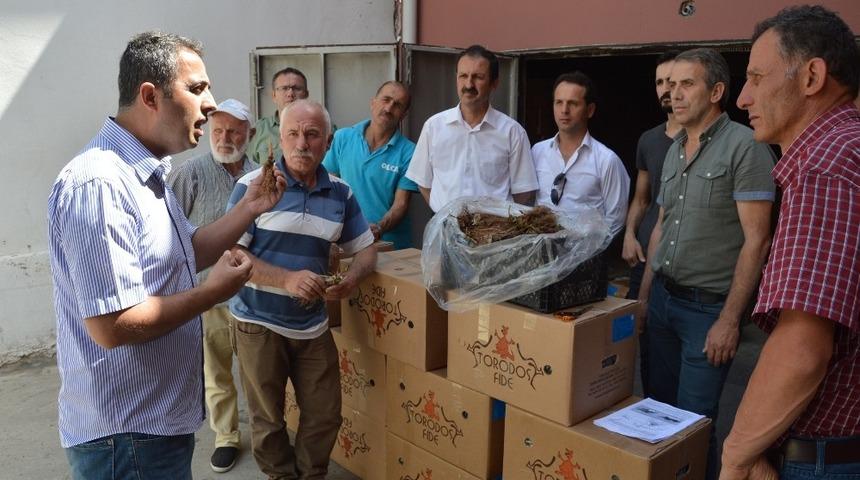 Niksar’da çiftçilere çilek fidesi dağıtıldı